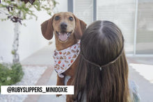Load image into Gallery viewer, a dachshund model wearing a Drive In Diner Fast food burger fries soda drink hot dogs white and red polyester dog cat cooling bandana with black and white Mina + Pup rubber logo and a brown hair girl holding her
