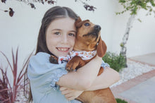 Load image into Gallery viewer, a dachshund model wearing a Drive In Diner Fast food burger fries soda drink hot dogs white and red polyester dog cat cooling bandana with black and white Mina + Pup rubber logo and a brown hair girl holding her
